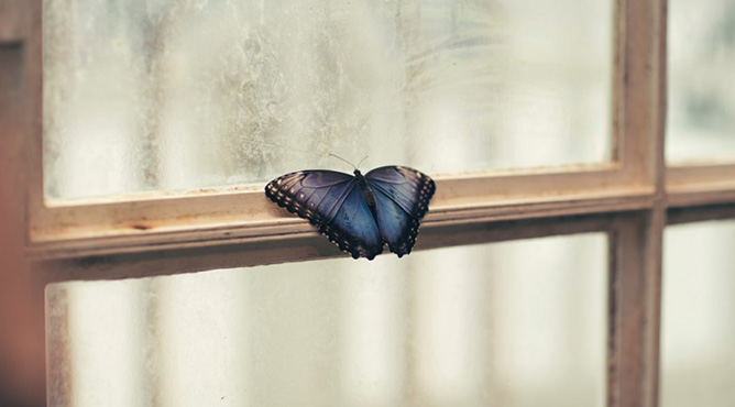 Bươm bướm bay vào nhà và những điều cần lưu ý