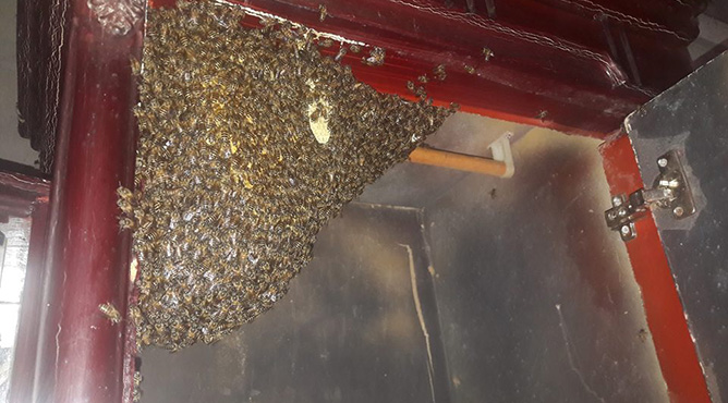 ong làm tổ trong nhà