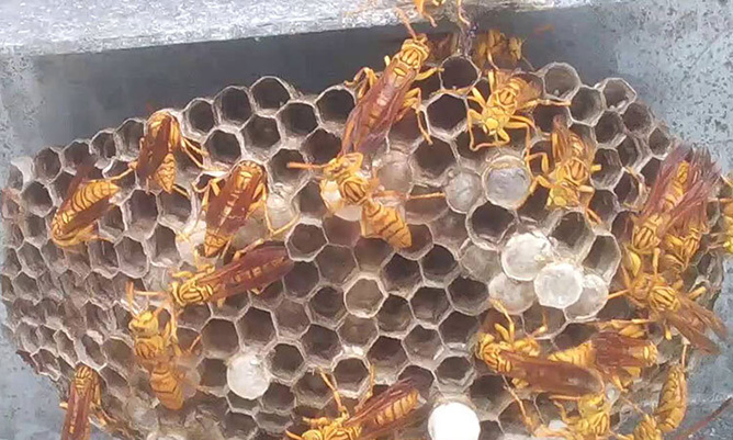 Ong làm tổ trong nhà liệu có phải là điềm may mắn?