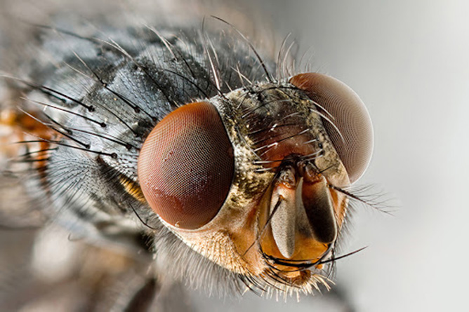 ruồi là một loại côn trùng
