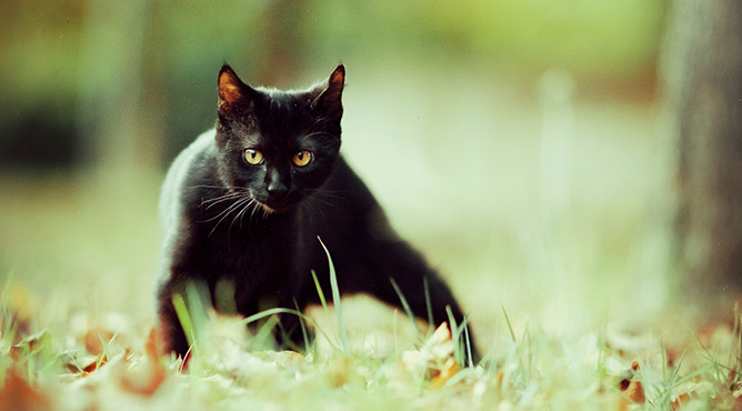 mèo đen vào nhà