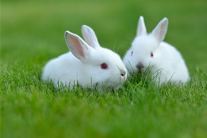 đôi nét về loài thỏ